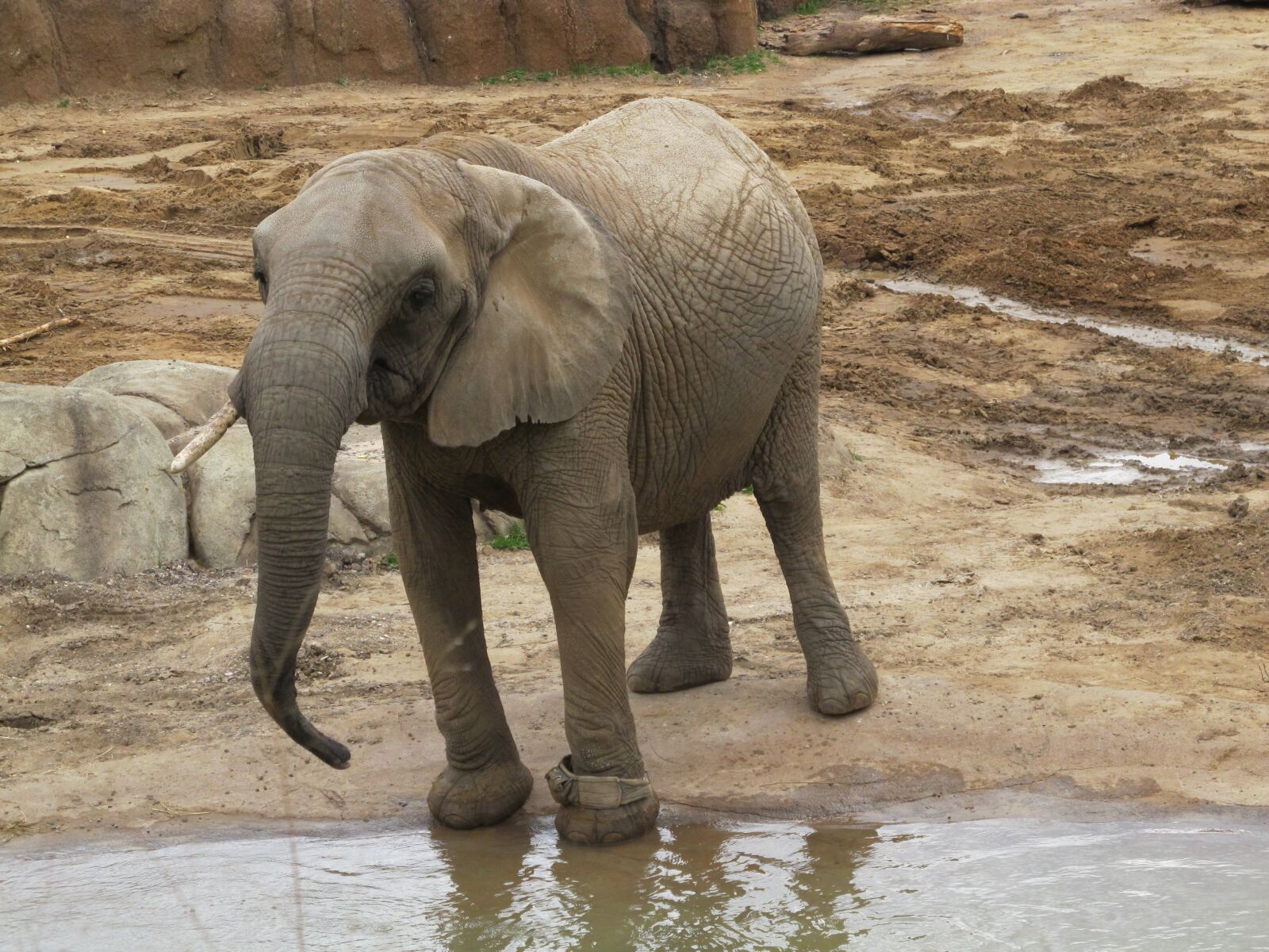 Canon PowerShot G12 sample photo. Elephant, san diego, zoo photography