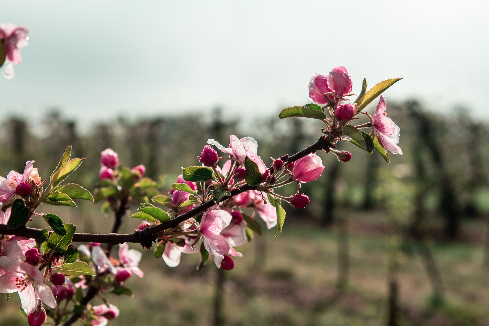 Tamron SP AF 17-50mm F2.8 XR Di II LD Aspherical (IF) sample photo. Sad, tree, apple trees photography