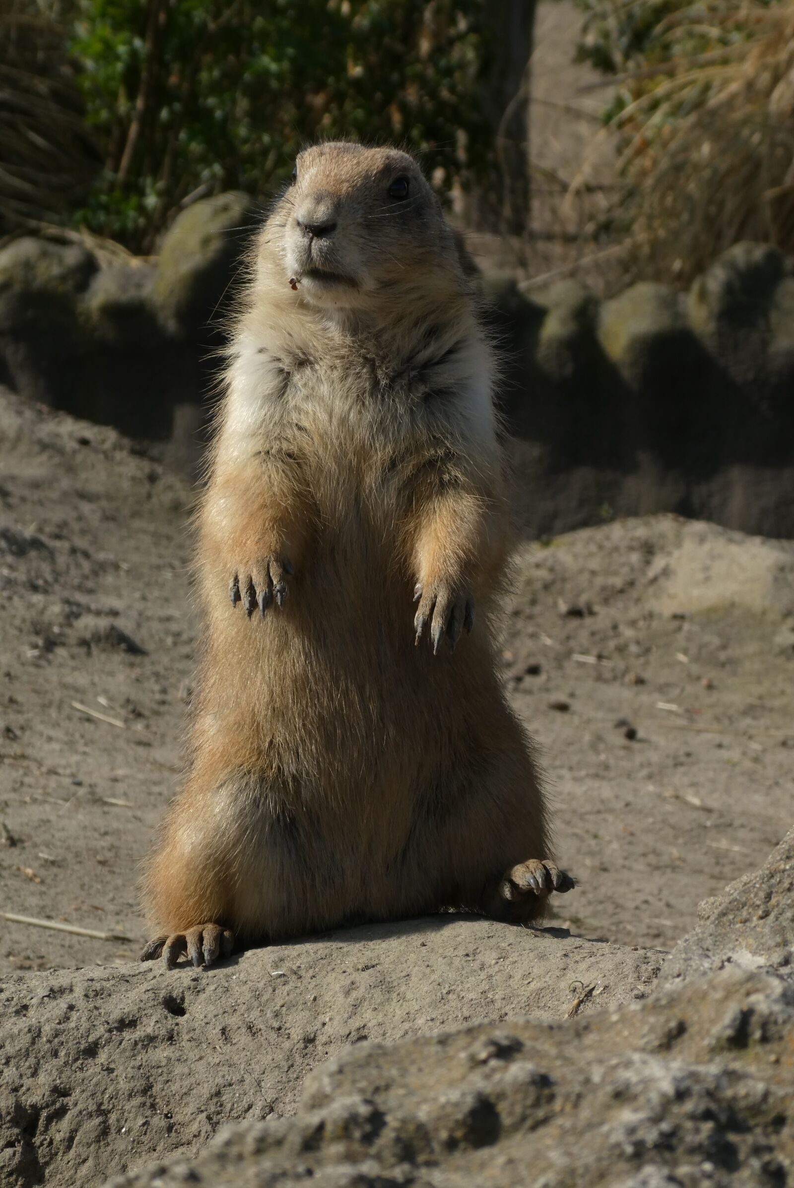 Panasonic Lumix DC-ZS70 (Lumix DC-TZ90) sample photo. Prairiehondje, zoo, blijdorp photography
