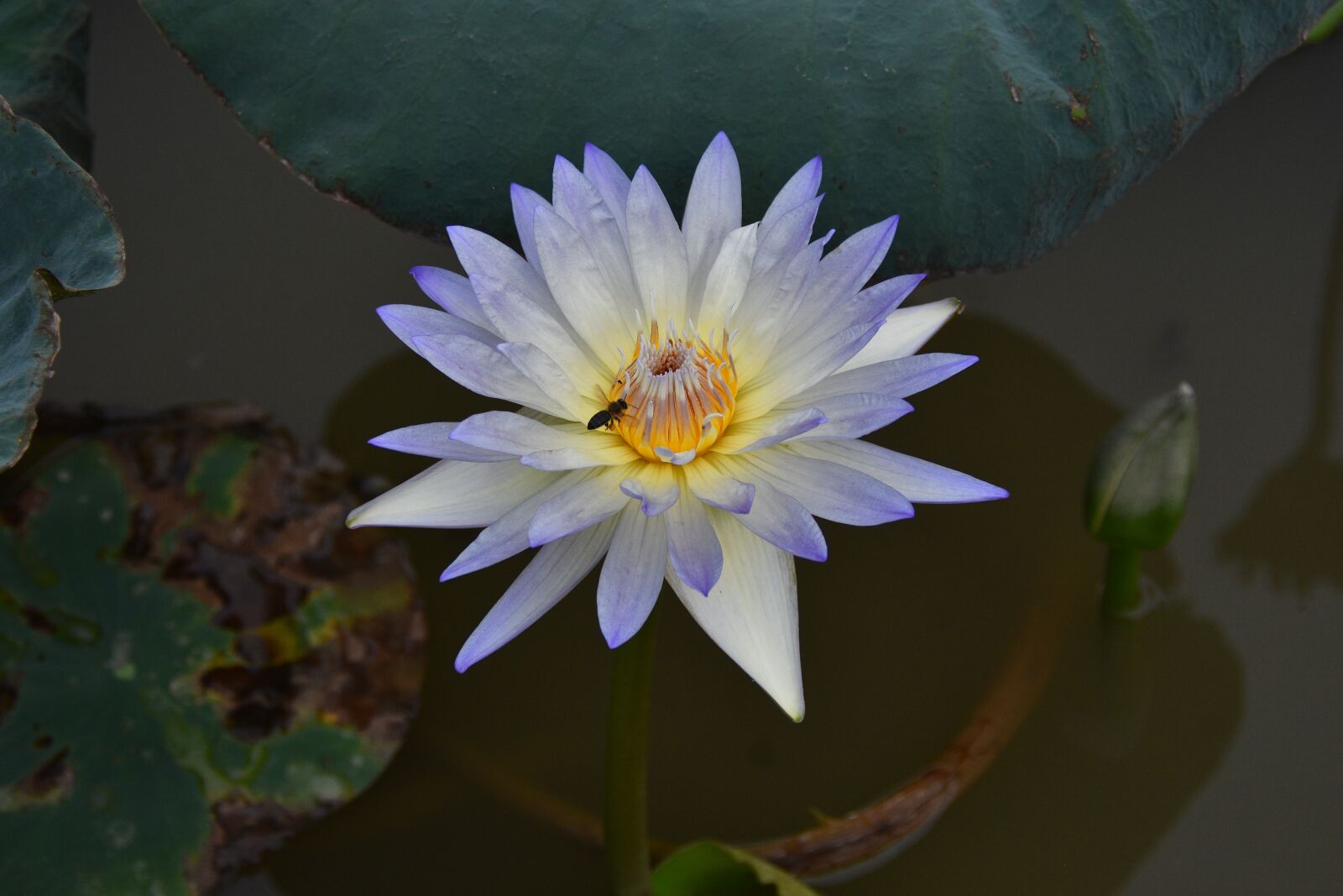 Nikon D7200 sample photo. Lotus, pond, lake photography