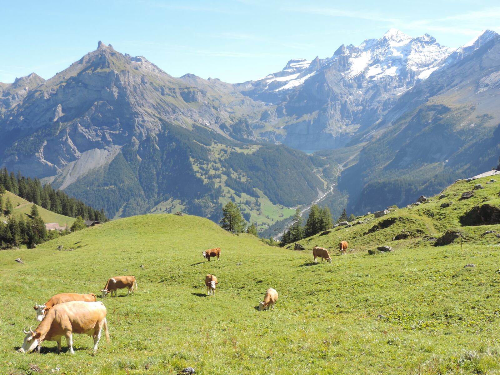 Nikon Coolpix P520 sample photo. Switzerland, mountains, cows photography