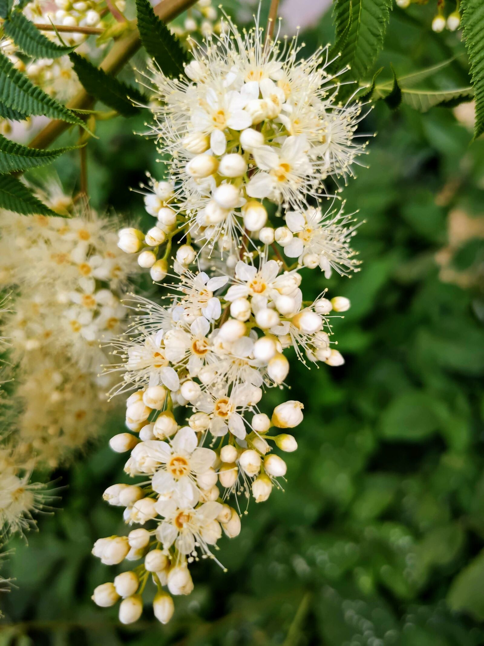 Xiaomi MI 9 sample photo. White, flowers, bloom photography