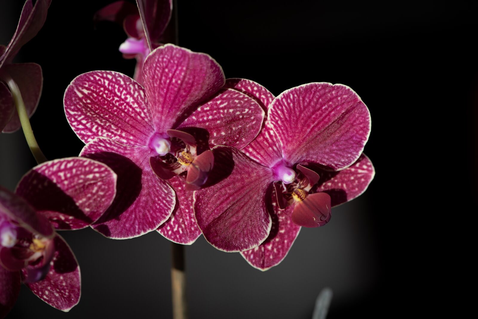 Nikon D750 sample photo. Orchid, pink, purple photography