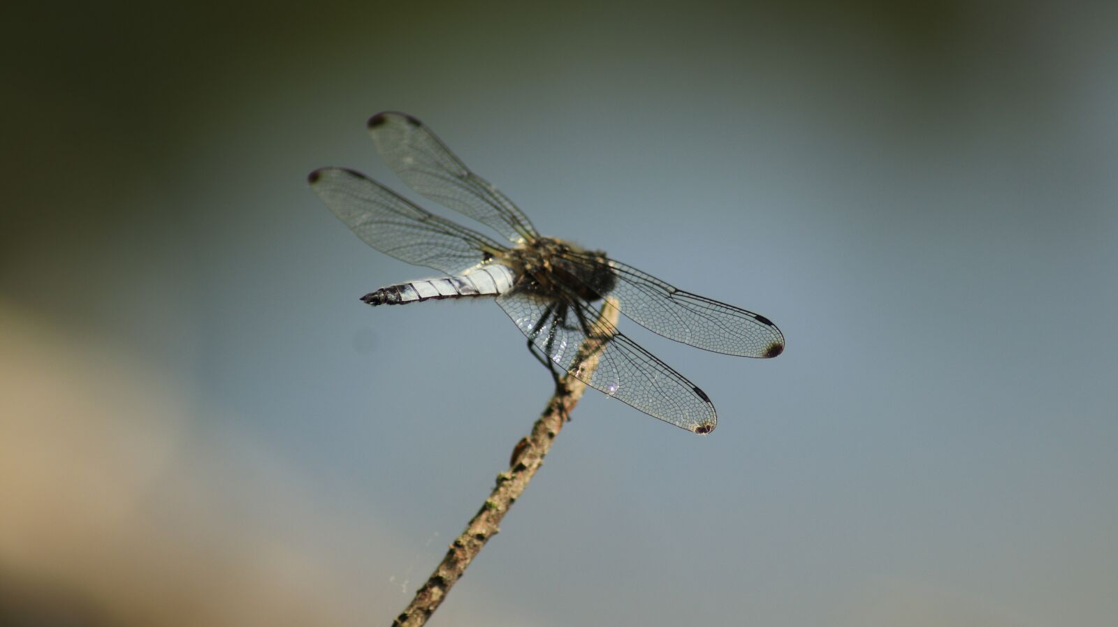 Canon EOS 80D sample photo. Dragonfly, lake, nature photography