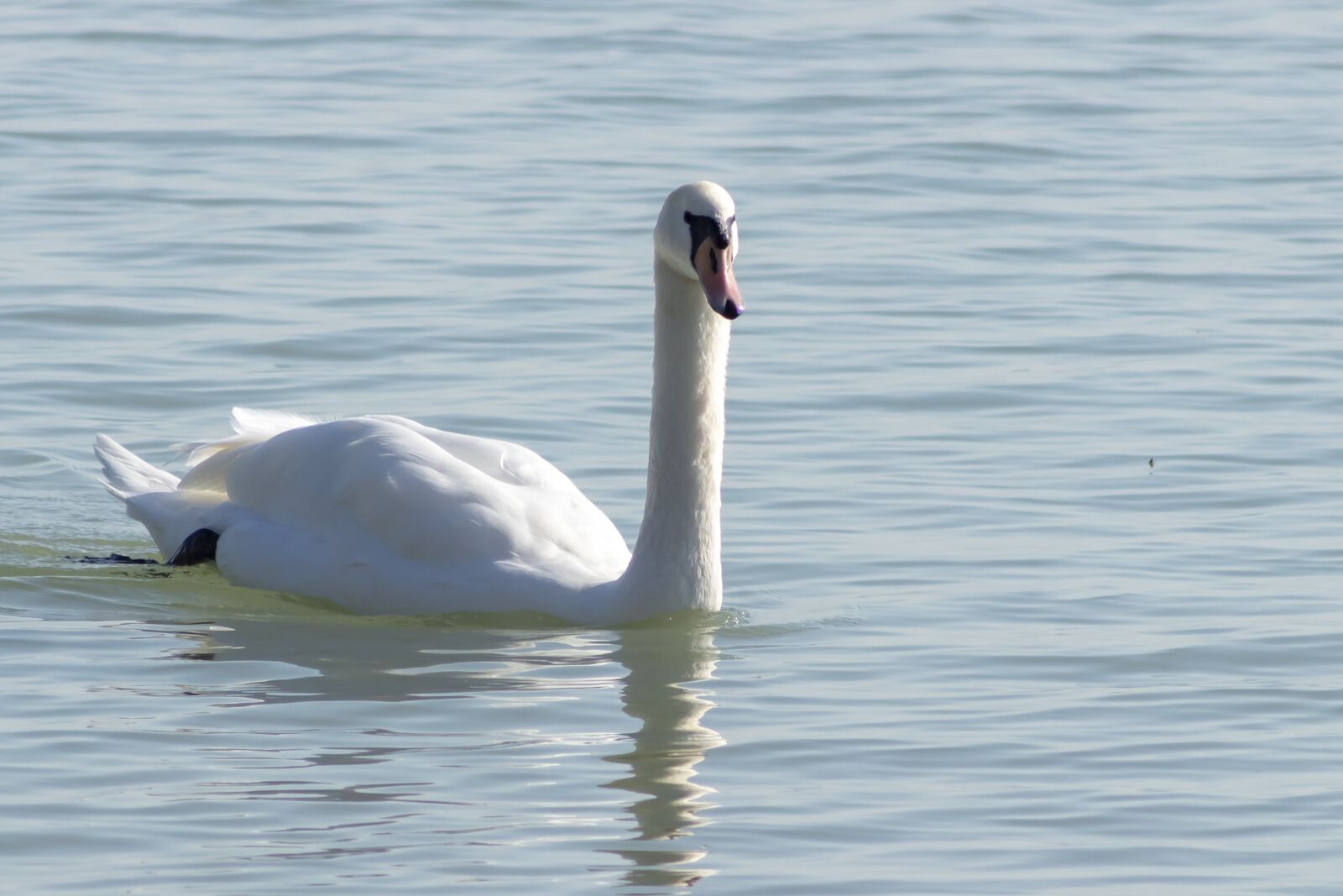 Canon EF75-300mm f/4-5.6 sample photo. Mute swan, bird, swim photography