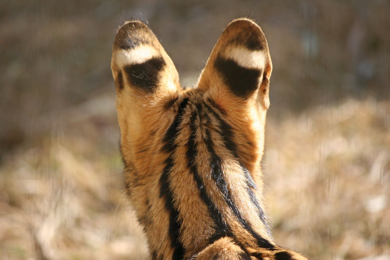 Canon EOS 20D sample photo. Cat, zoo, animal photography