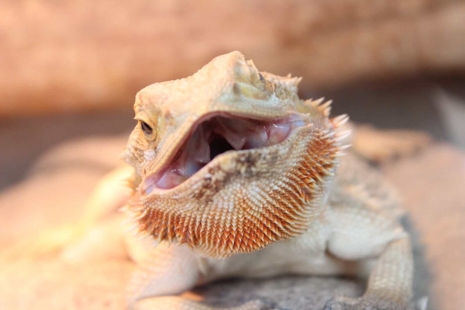 Canon EOS 600D (Rebel EOS T3i / EOS Kiss X5) sample photo. Reptile, animal, iguana photography
