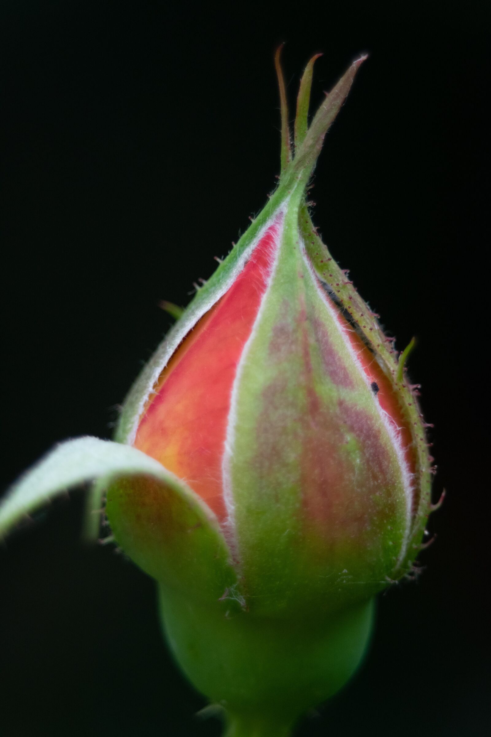 Nikon D3300 sample photo. Rose, flower buds, flower photography