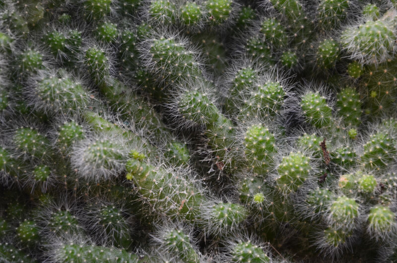 Nikon D7000 sample photo. Succulent plant, nature, vase photography