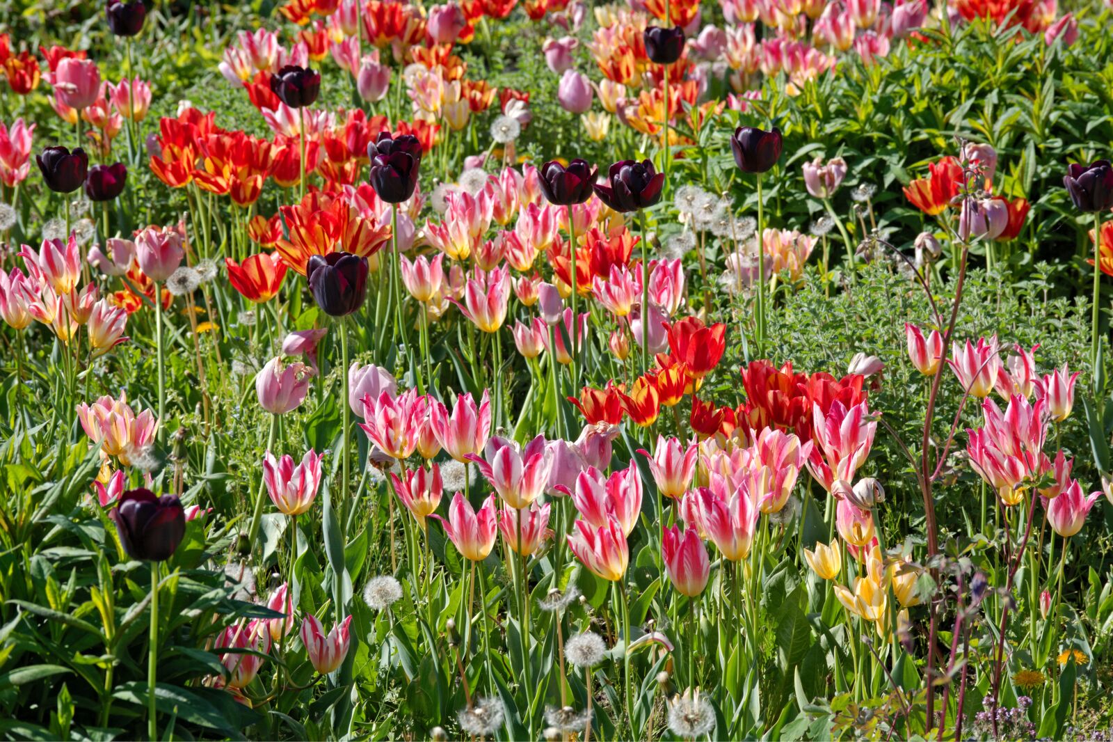 55.0-200.0mm f/4.0-f/5.6 sample photo. Tulips, bloom, spring photography