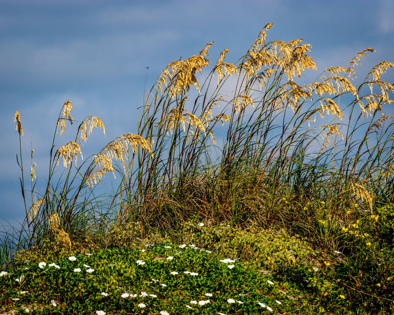 Canon EF-S 55-250mm F4-5.6 IS STM sample photo. Beach, grass, landscape photography