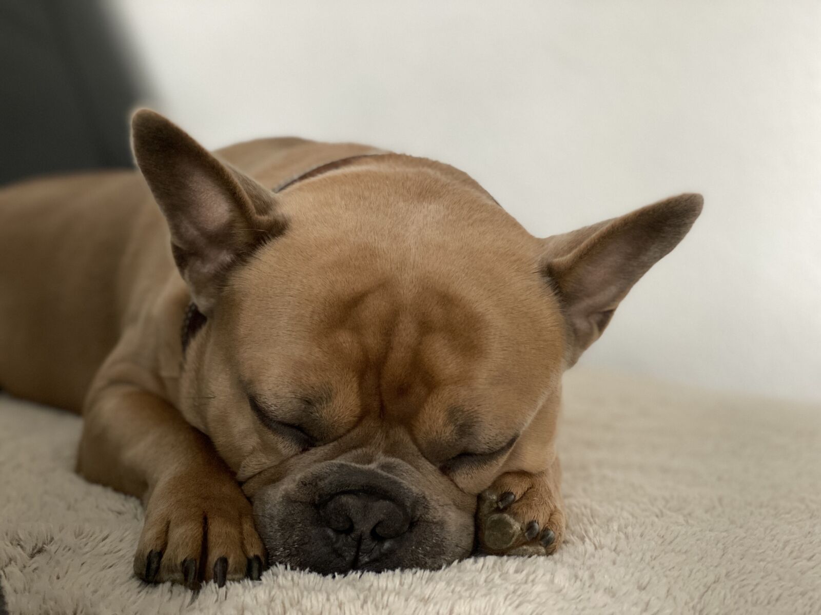 Apple iPhone 11 Pro sample photo. Dog, french bulldog, kuscheldecke photography