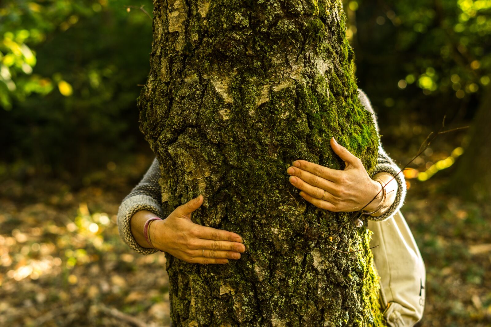 Sony FE 50mm F1.8 sample photo. Wood, tree, nature photography