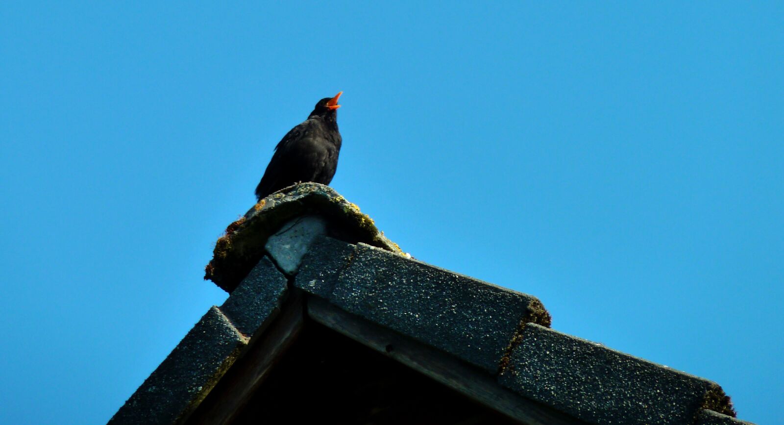Panasonic DMC-TZ7 sample photo. Blackbird, bird, sing photography