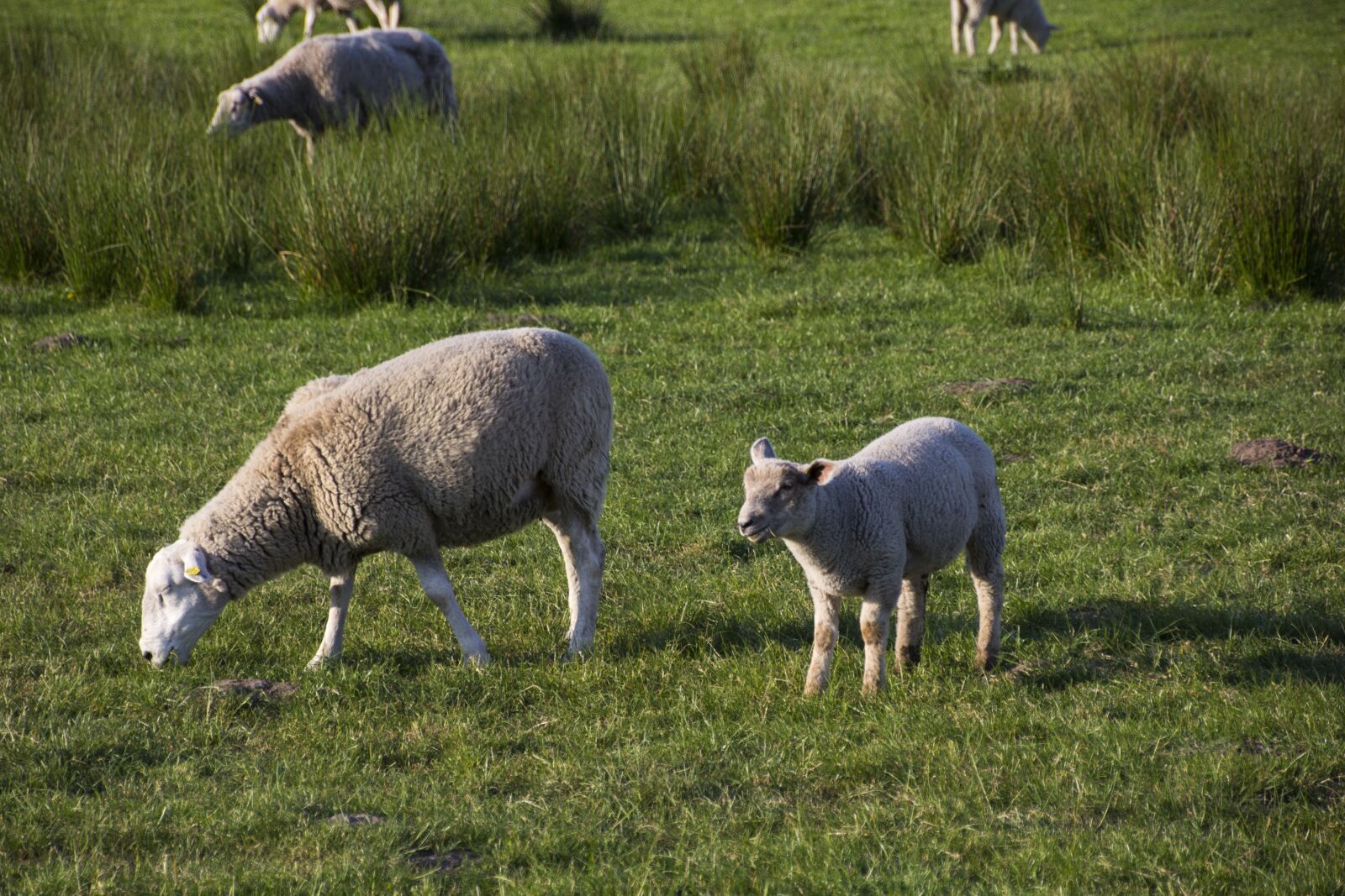 Canon EOS 60D sample photo. Sheep, animal, livestock photography