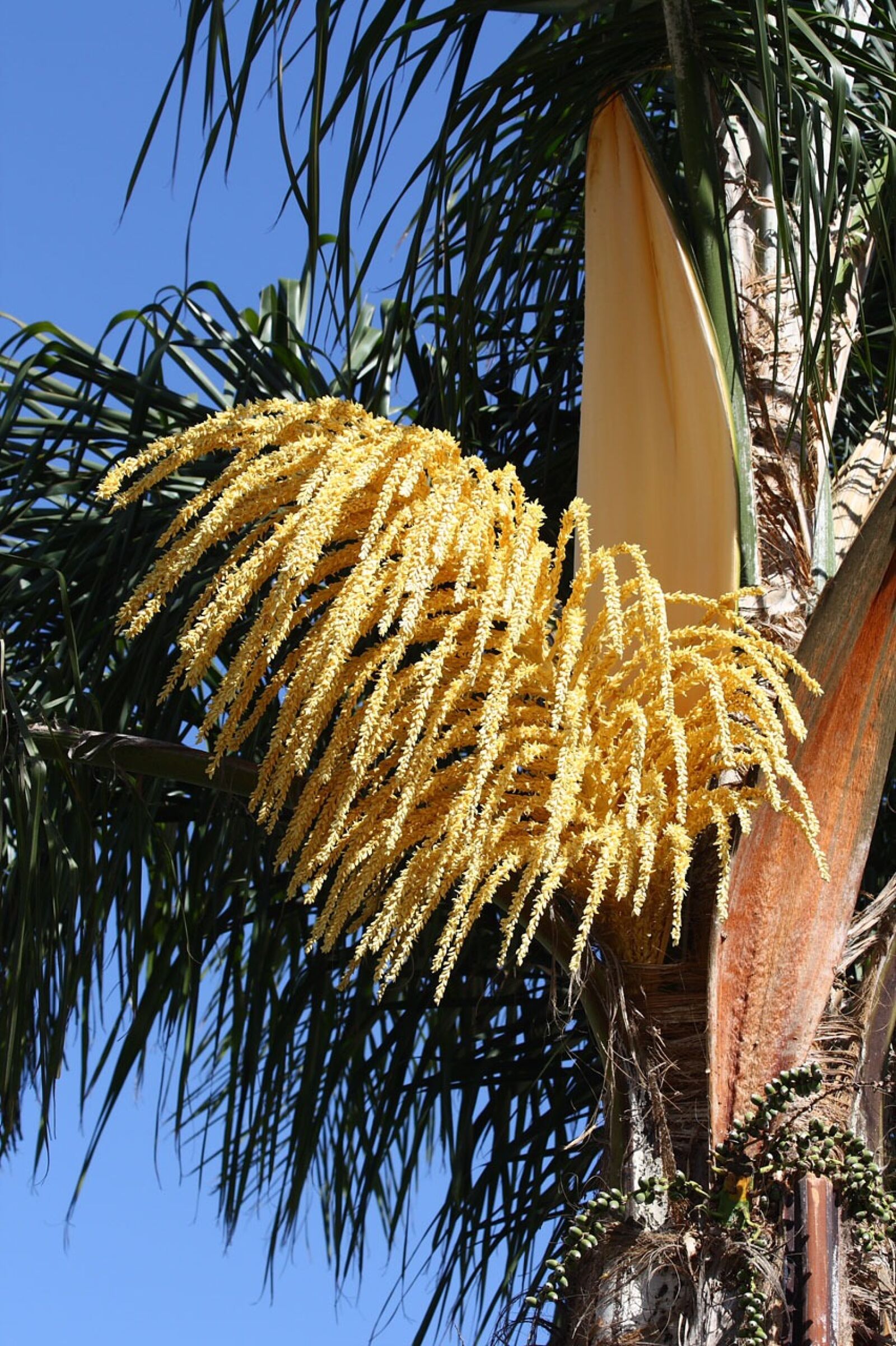Canon EOS 450D (EOS Rebel XSi / EOS Kiss X2) sample photo. Palm, inflorescence, queen photography