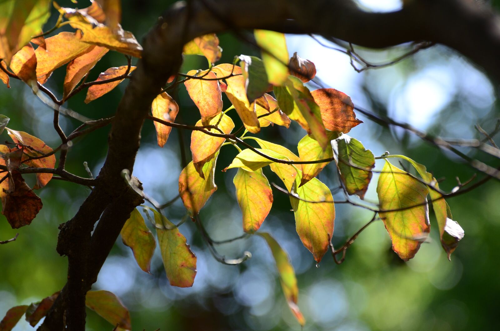Nikon D7000 sample photo. Leaf, tree, nature photography