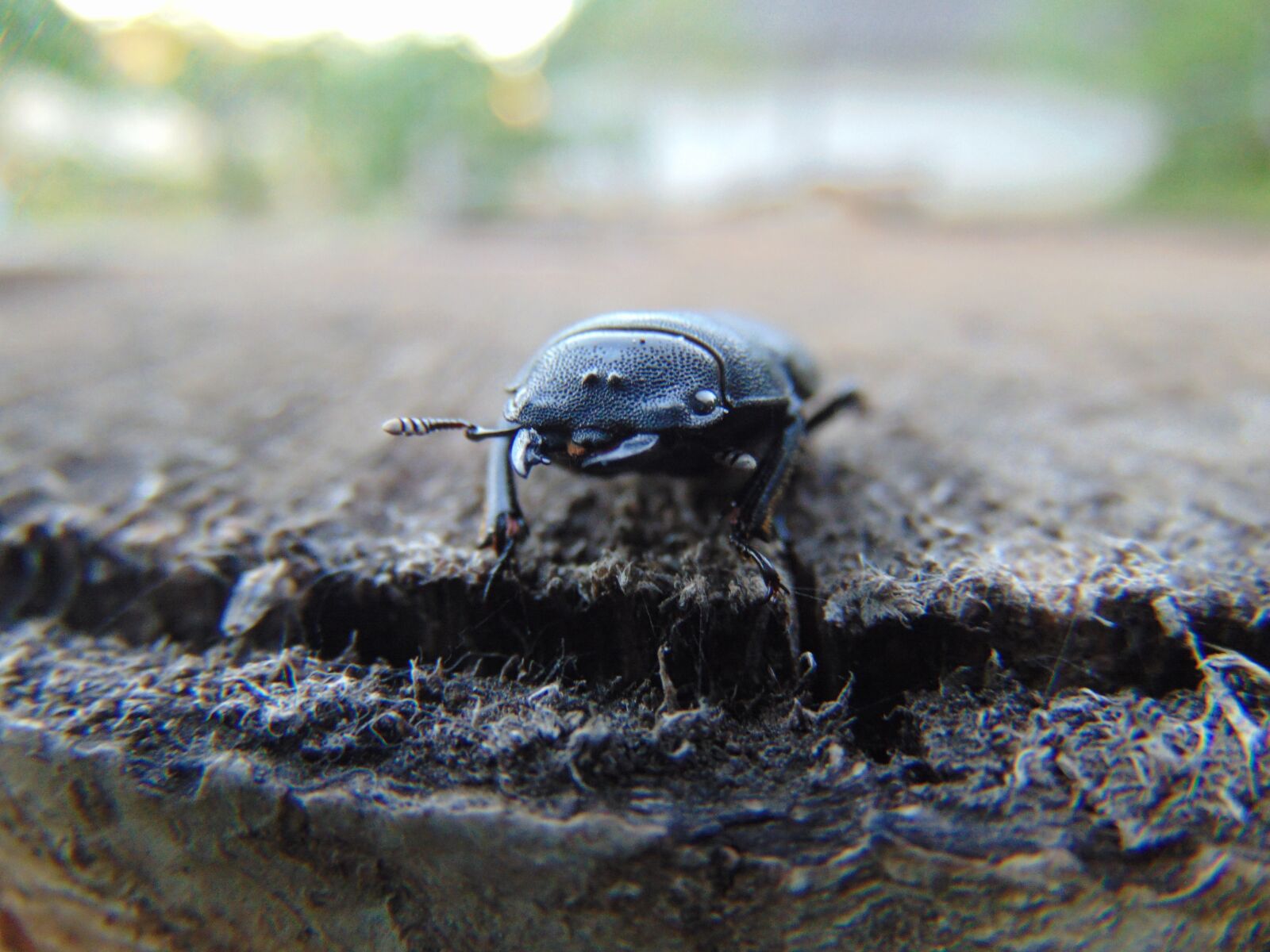 Sony Cyber-shot DSC-H300 sample photo. Stag beetle, nature, insect photography
