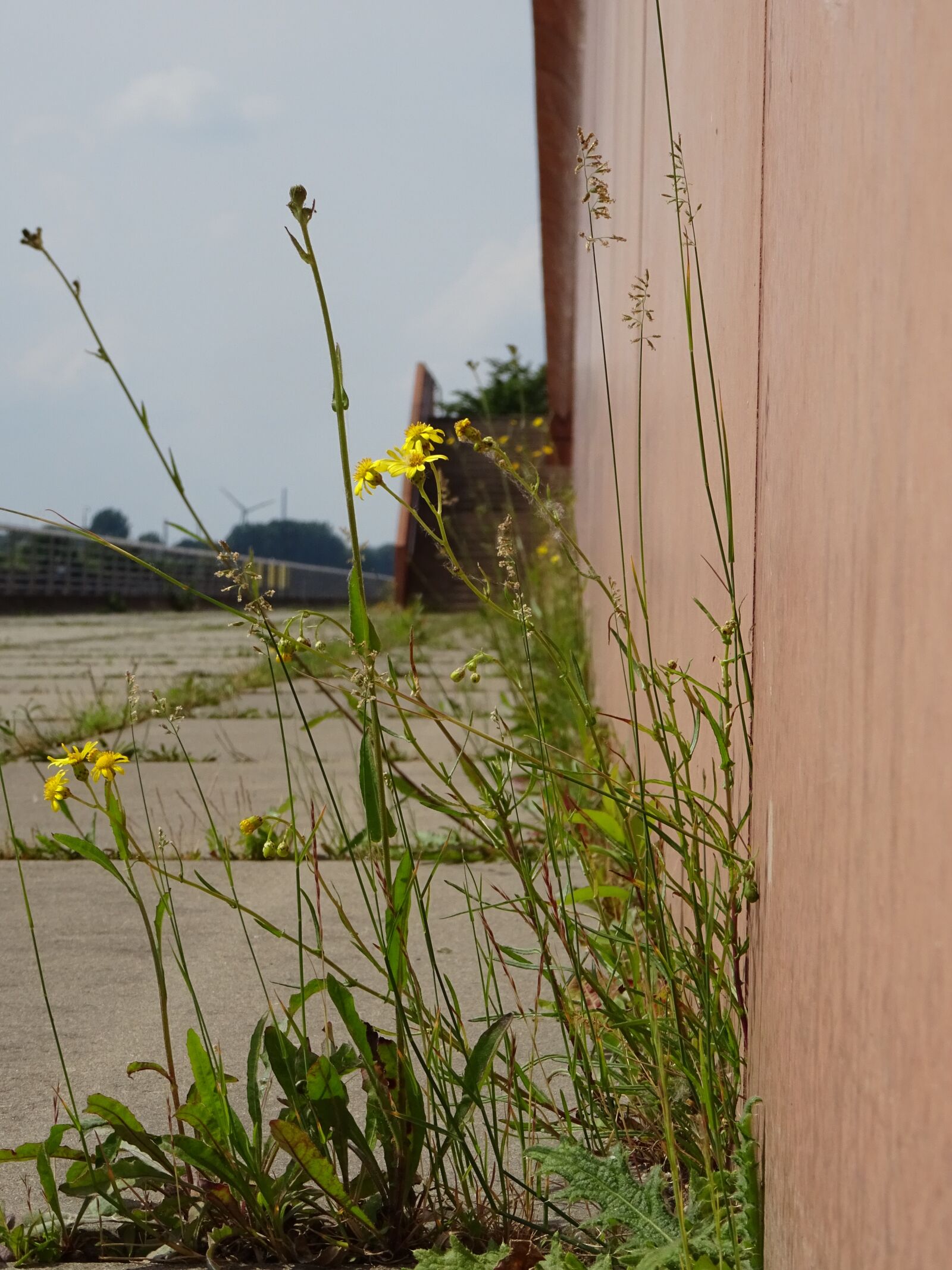 Sony DSC-HX60 sample photo. Flower, plants, concrete photography