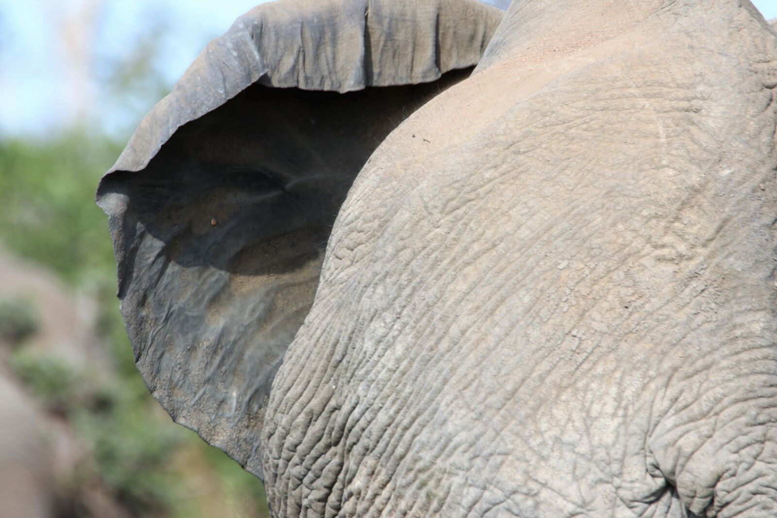 Canon EOS 7D Mark II sample photo. Animal, behind, big, big photography