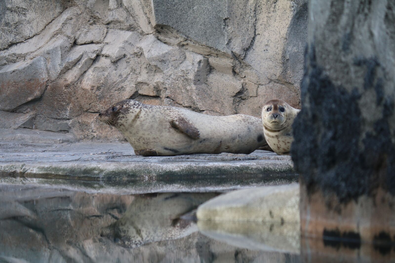 Canon EOS 70D + Canon EF-S 55-250mm F4-5.6 IS II sample photo. Seals, animals, nature photography