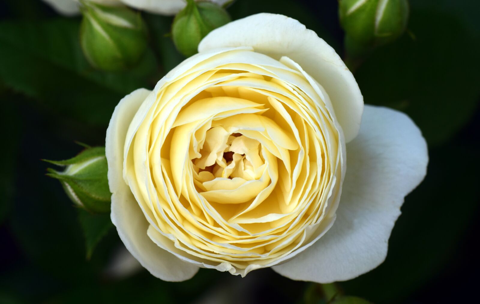 Nikon D3300 sample photo. Rose, white, white rose photography