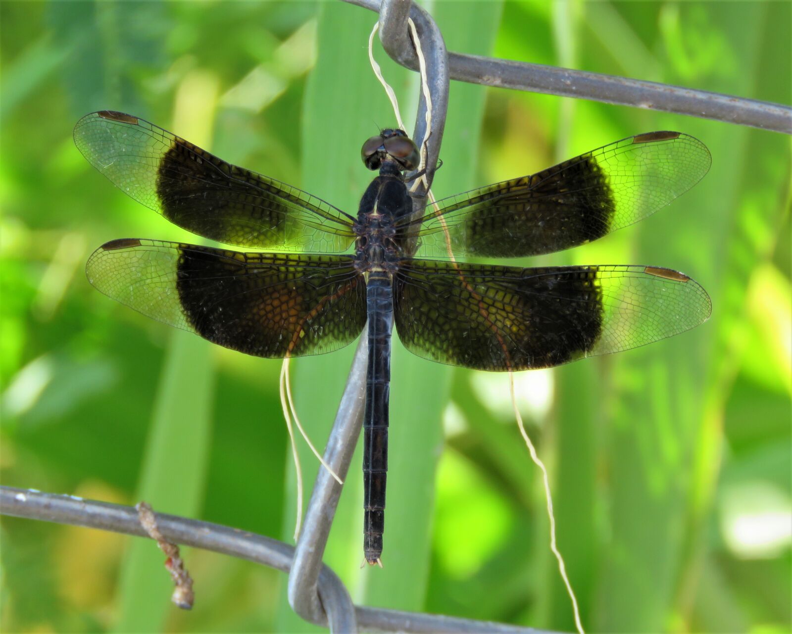 Canon PowerShot SX60 HS sample photo. Dragonfly, insect, nature photography