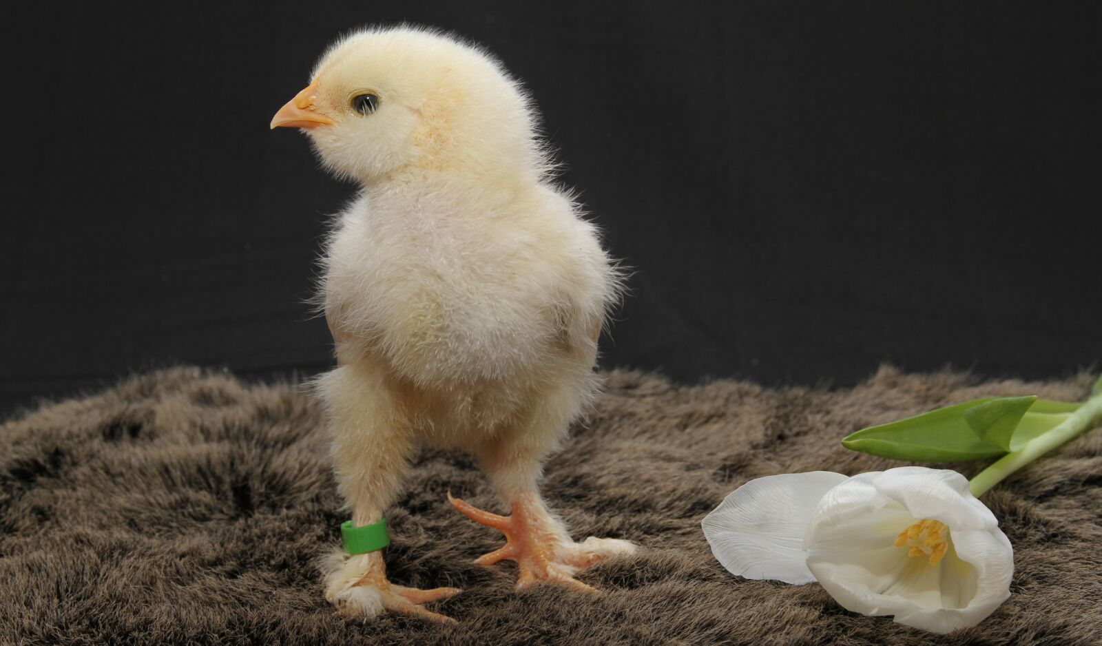 Canon EOS 7D sample photo. Chicks, hen, hahn photography