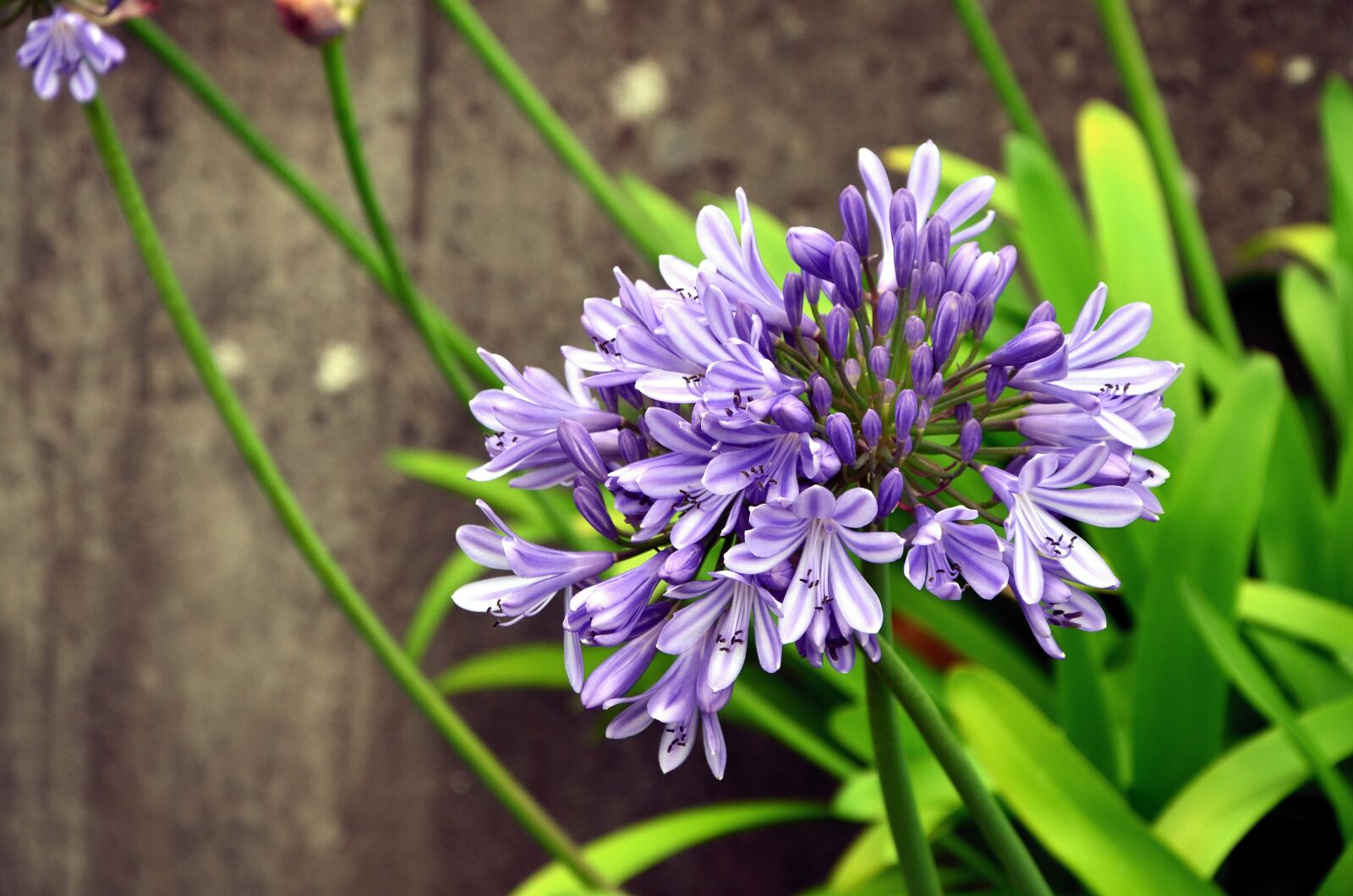 Nikon D5100 sample photo. Agapanthus, lily, flower photography