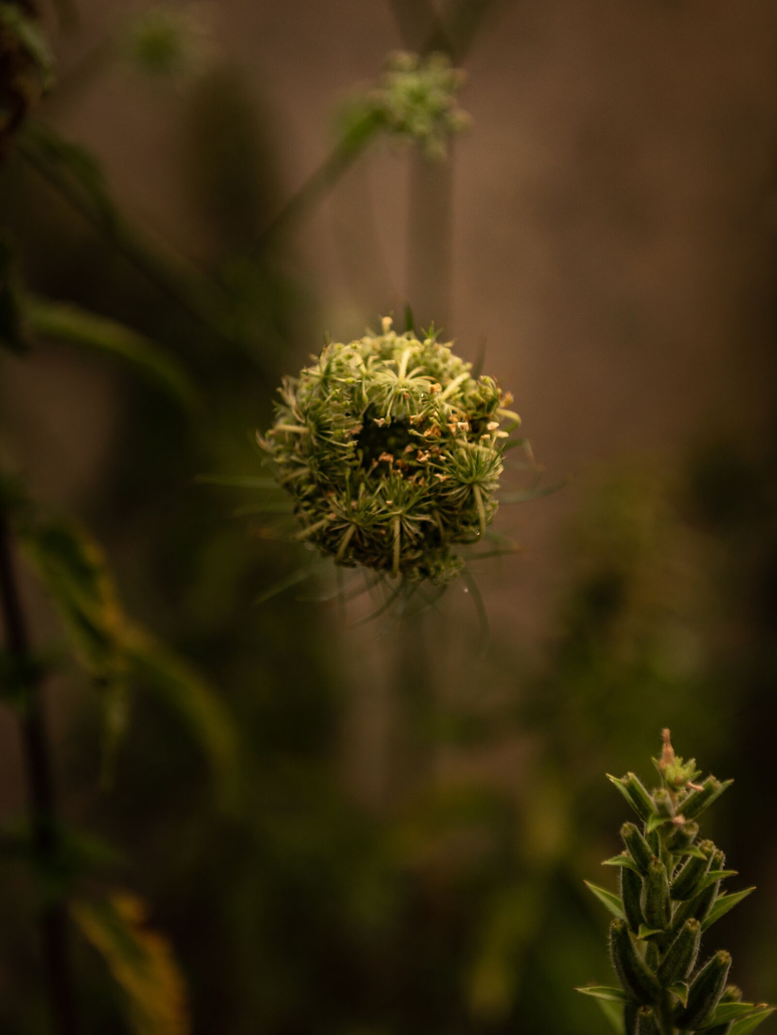 Nikon D750 sample photo. Plant, blossom, bloom photography