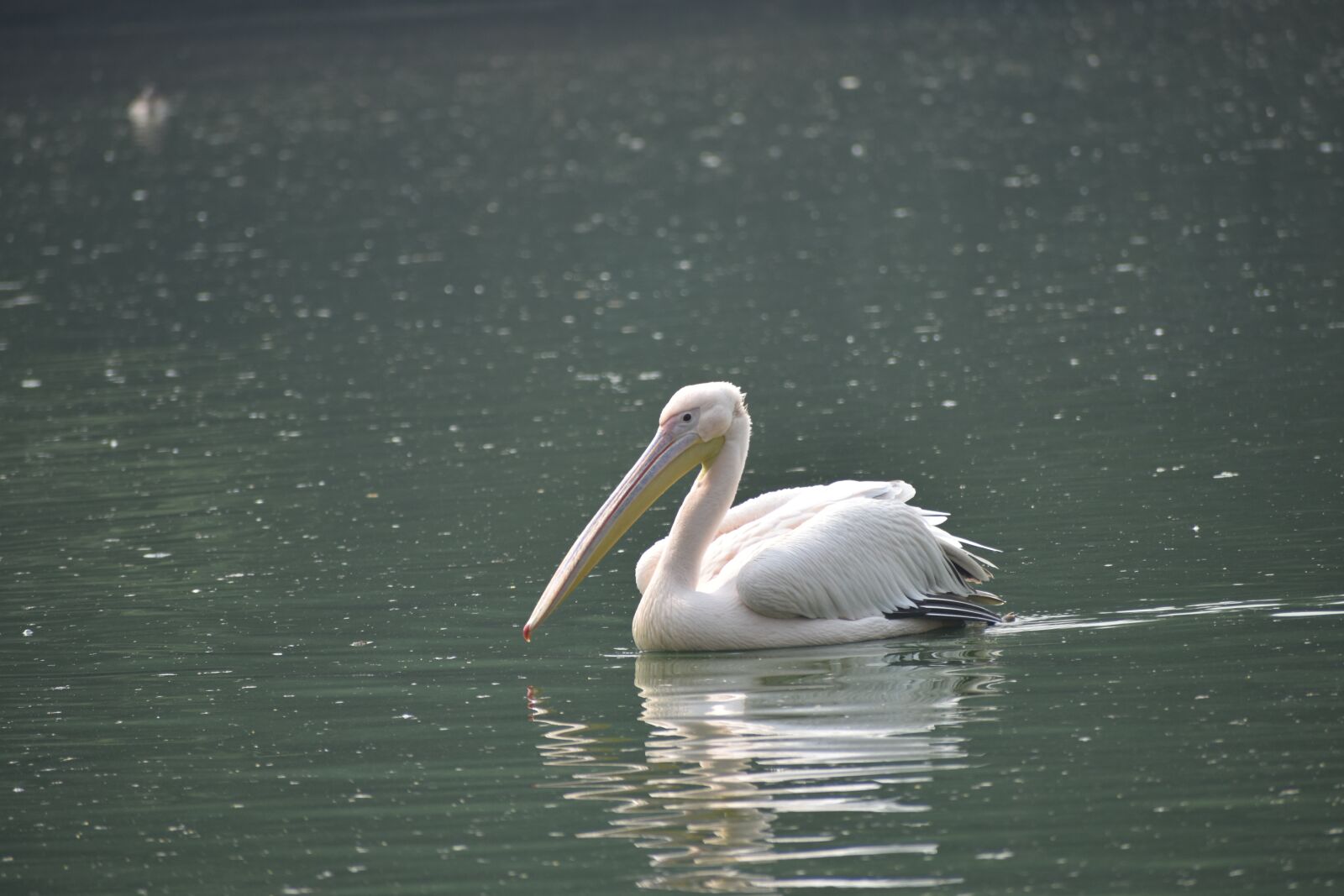 Nikon D3400 sample photo. Golden swan, swan, golden photography