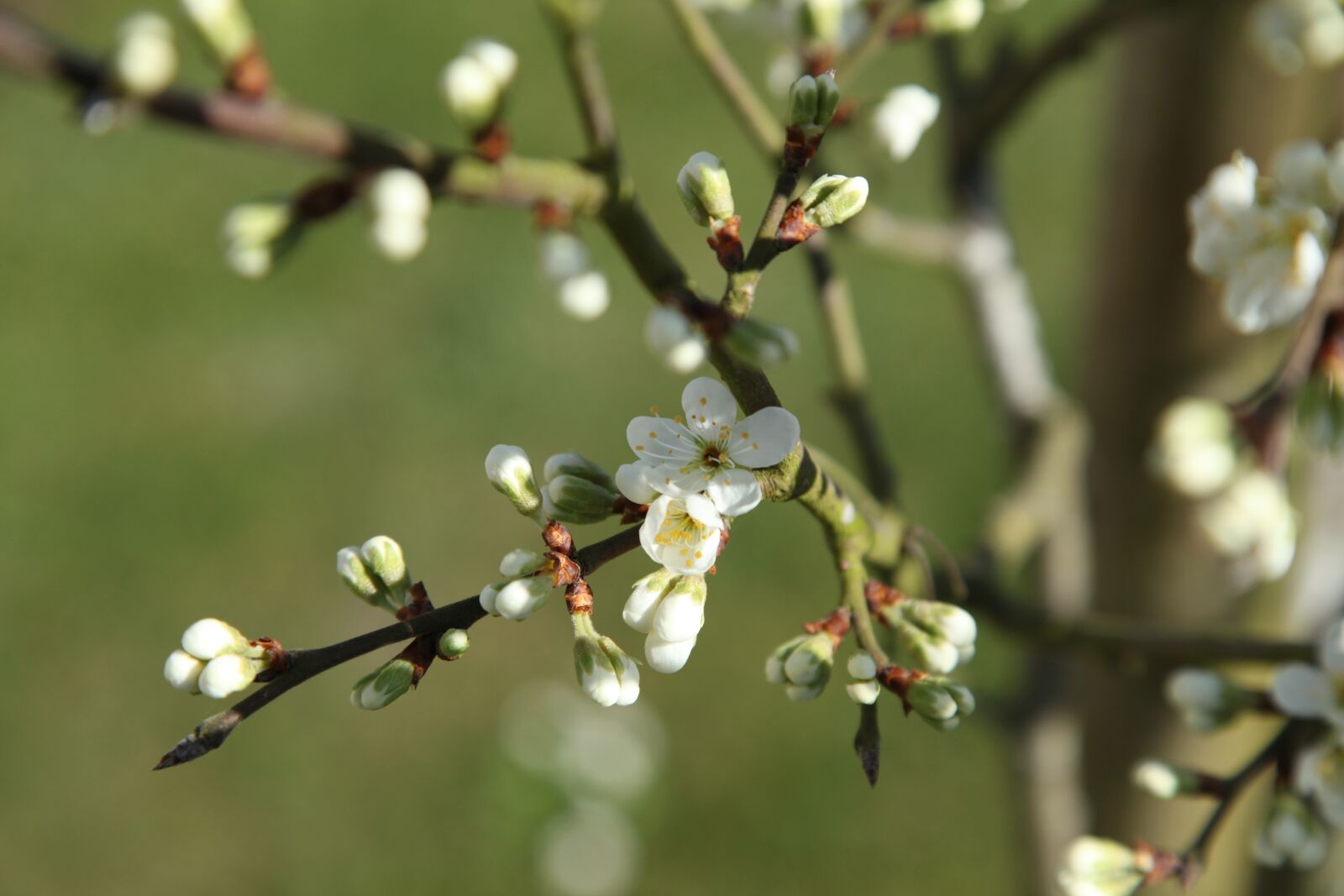 Canon EOS 5D Mark II sample photo. Blossom, white, tree photography