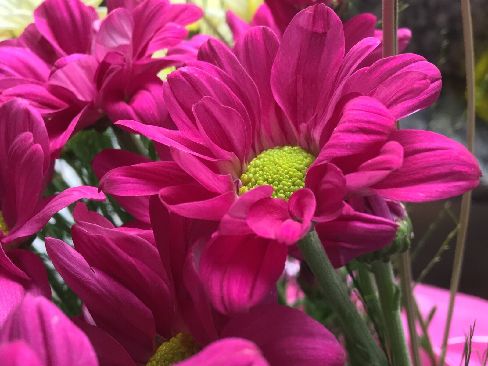 iPhone 6s Plus back camera 4.15mm f/2.2 sample photo. Fuchsia flower, petals fuchsia photography