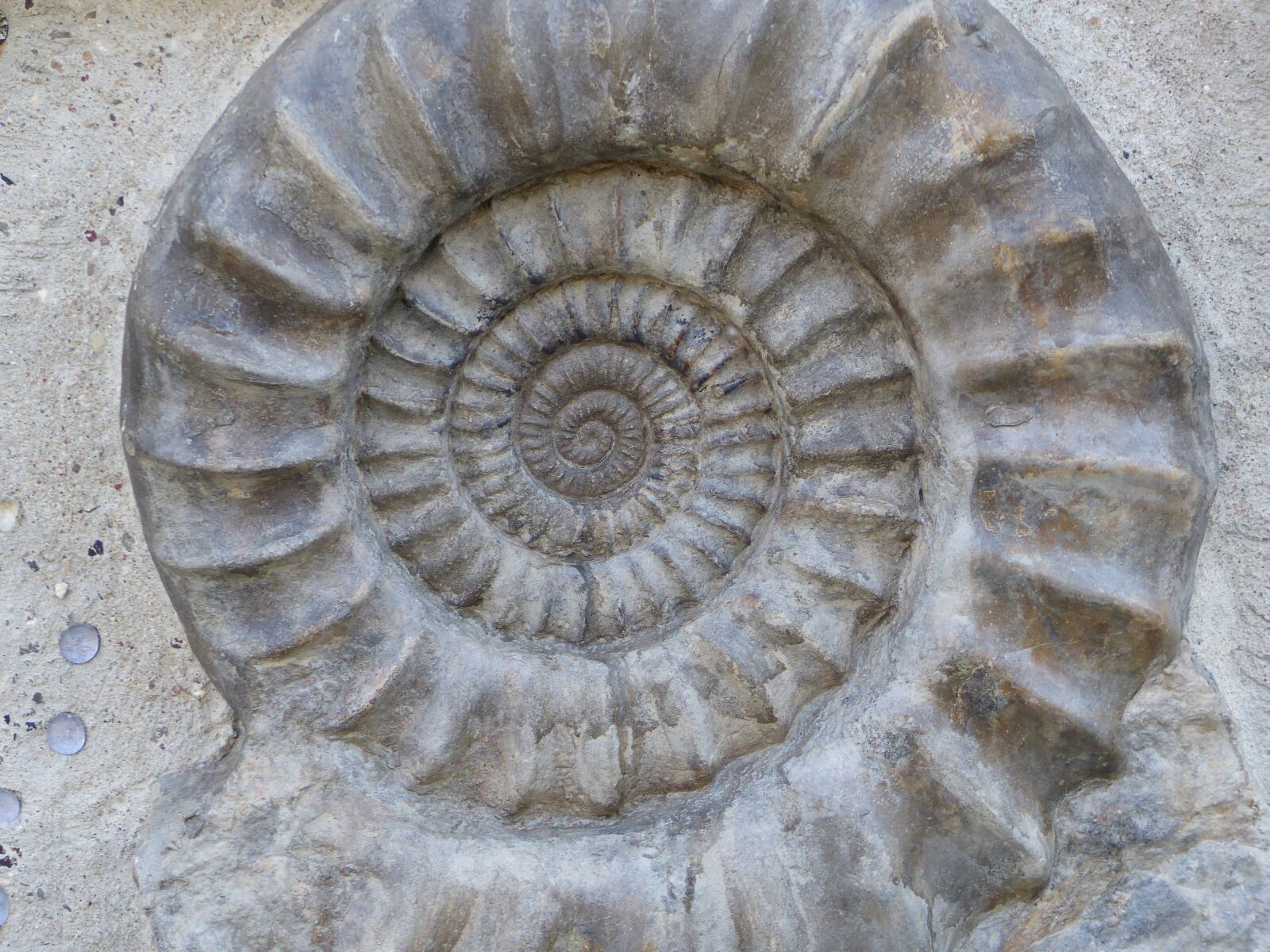Panasonic Lumix DMC-FZ200 sample photo. Ammonit, spirale, center photography