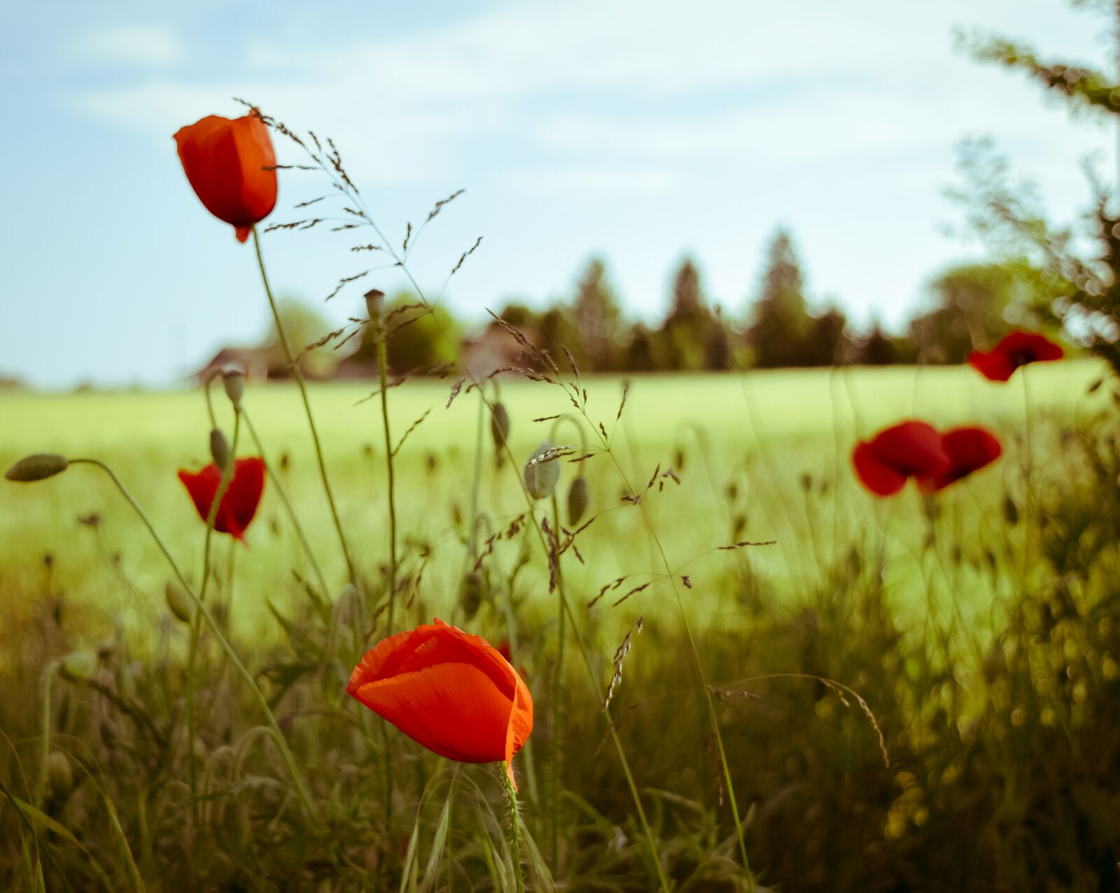 Nikon D3300 sample photo. Fild, ponceau, red, wheat photography
