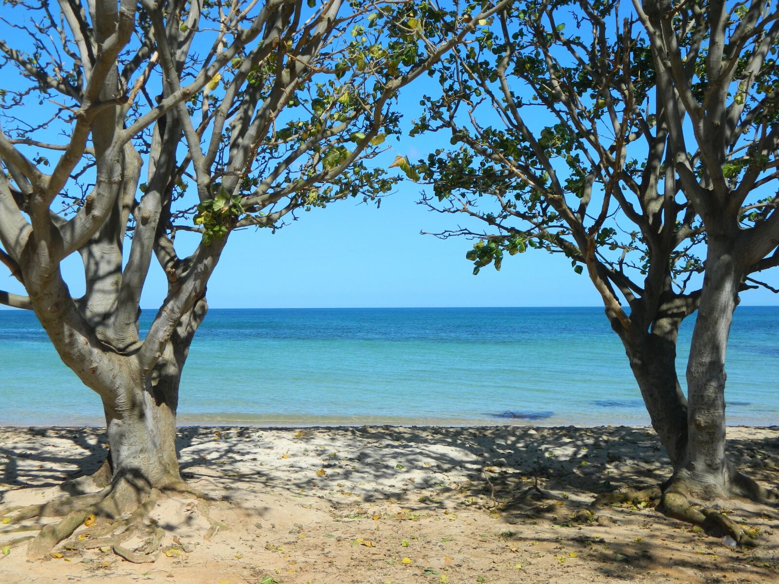 Nikon Coolpix L120 sample photo. Beach, trees, sea photography