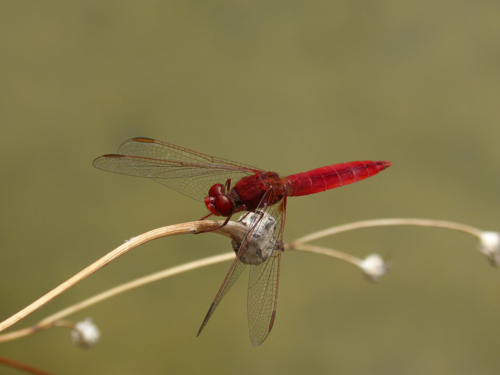Panasonic DMC-FZ62 sample photo. Erythraea crocothemis, dragonfly, red photography