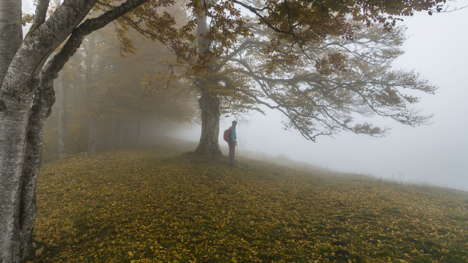 Sony Cyber-shot DSC-RX100 III sample photo. Autumn, foggy, hike photography