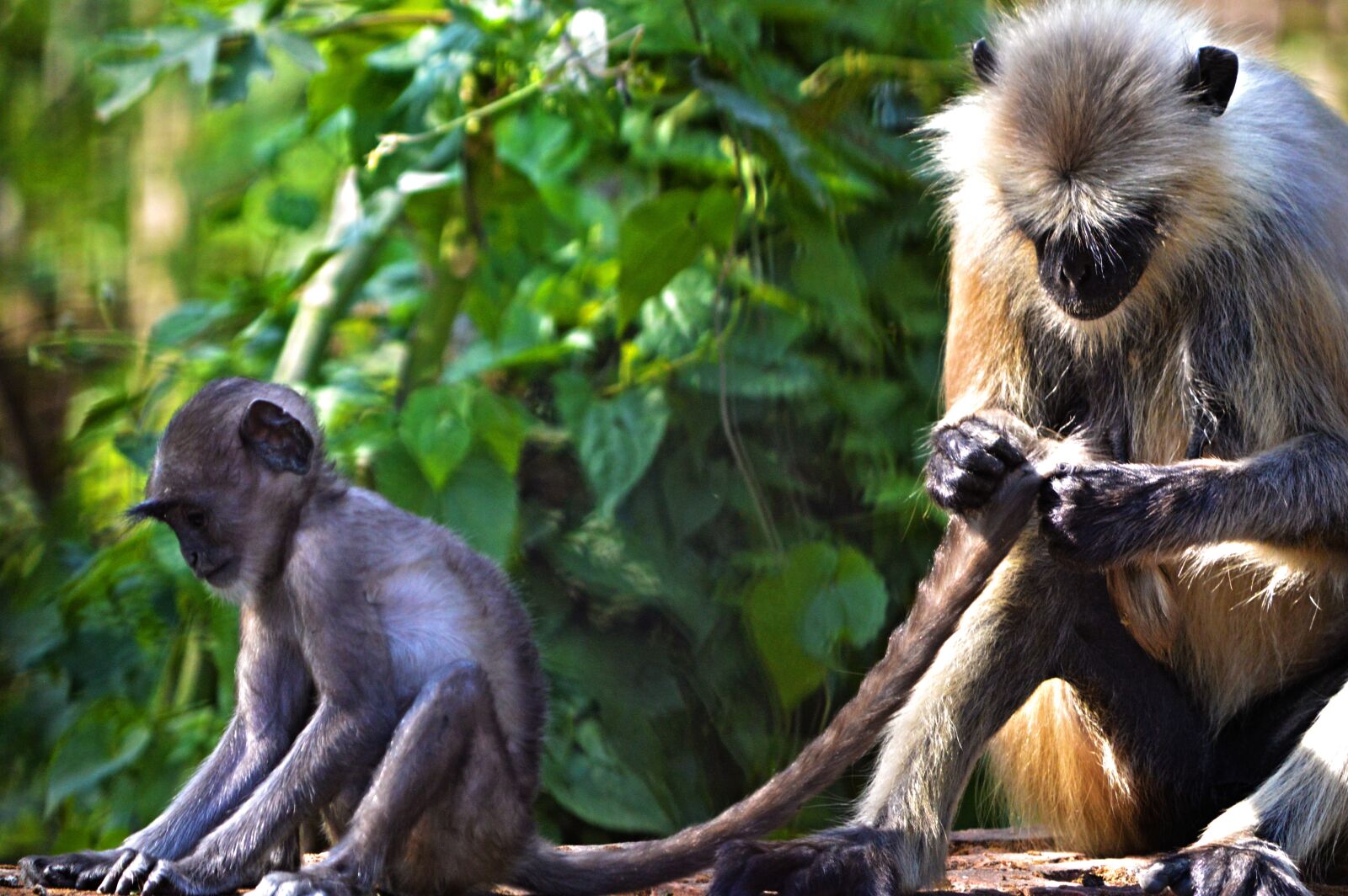 Nikon D3200 sample photo. Animal, mother, nature photography