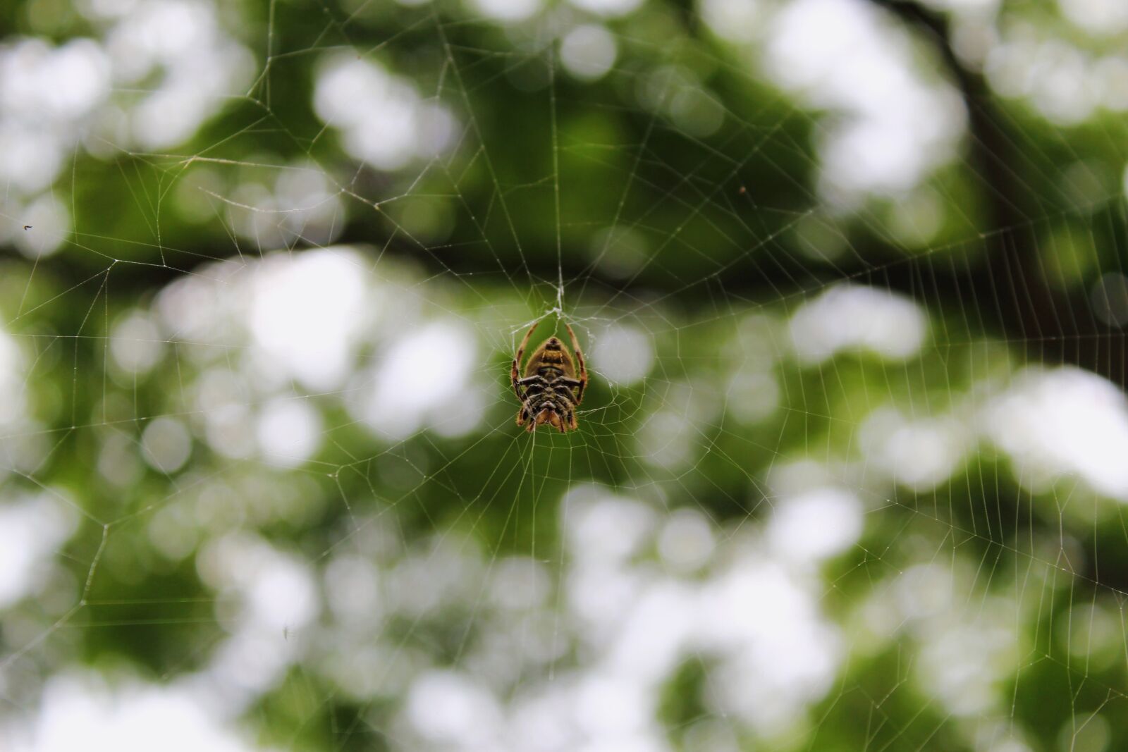 Canon EOS 1200D (EOS Rebel T5 / EOS Kiss X70 / EOS Hi) sample photo. Spider, web, australia photography
