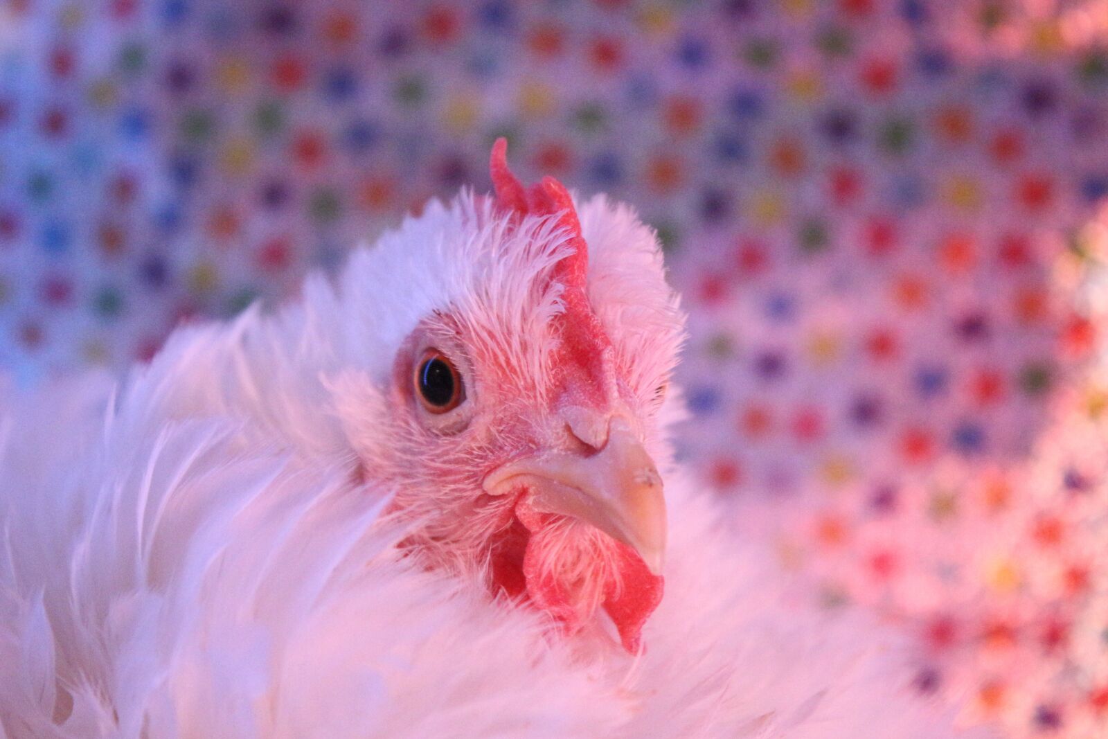 Canon EF-S 18-55mm F3.5-5.6 IS sample photo. Chicken, hen, curly photography