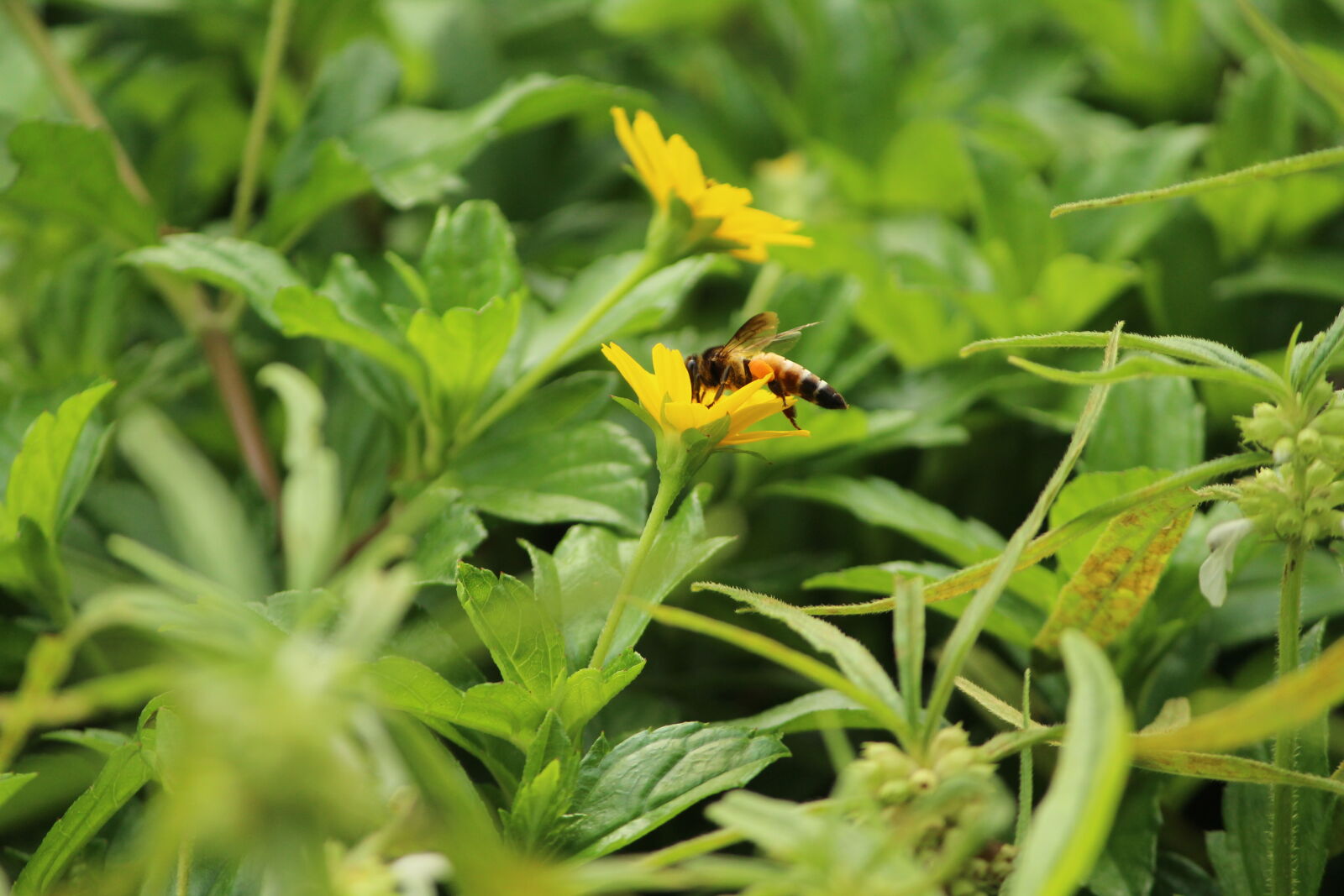 Canon EOS 1200D (EOS Rebel T5 / EOS Kiss X70 / EOS Hi) sample photo. Flower, bee photography