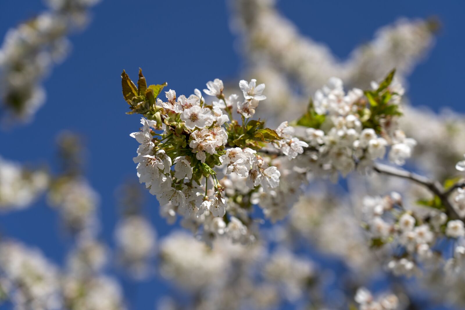 Sony FE 24-105mm F4 G OSS sample photo. Flowers, flowering, spring photography