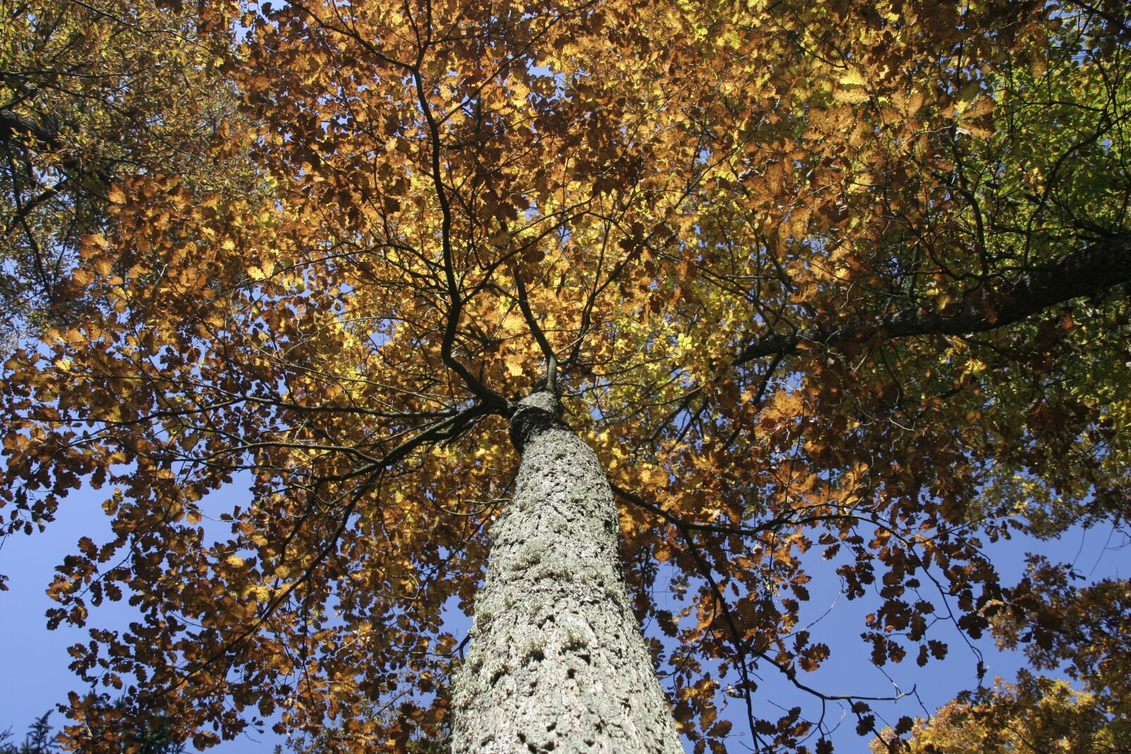 Canon EOS 350D (EOS Digital Rebel XT / EOS Kiss Digital N) sample photo. Autumn, foliage, tree photography