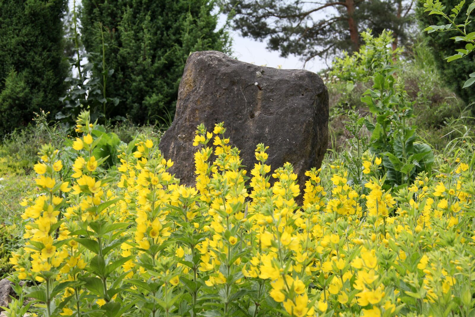 Canon EOS 60D sample photo. Flowers, stone, nature photography