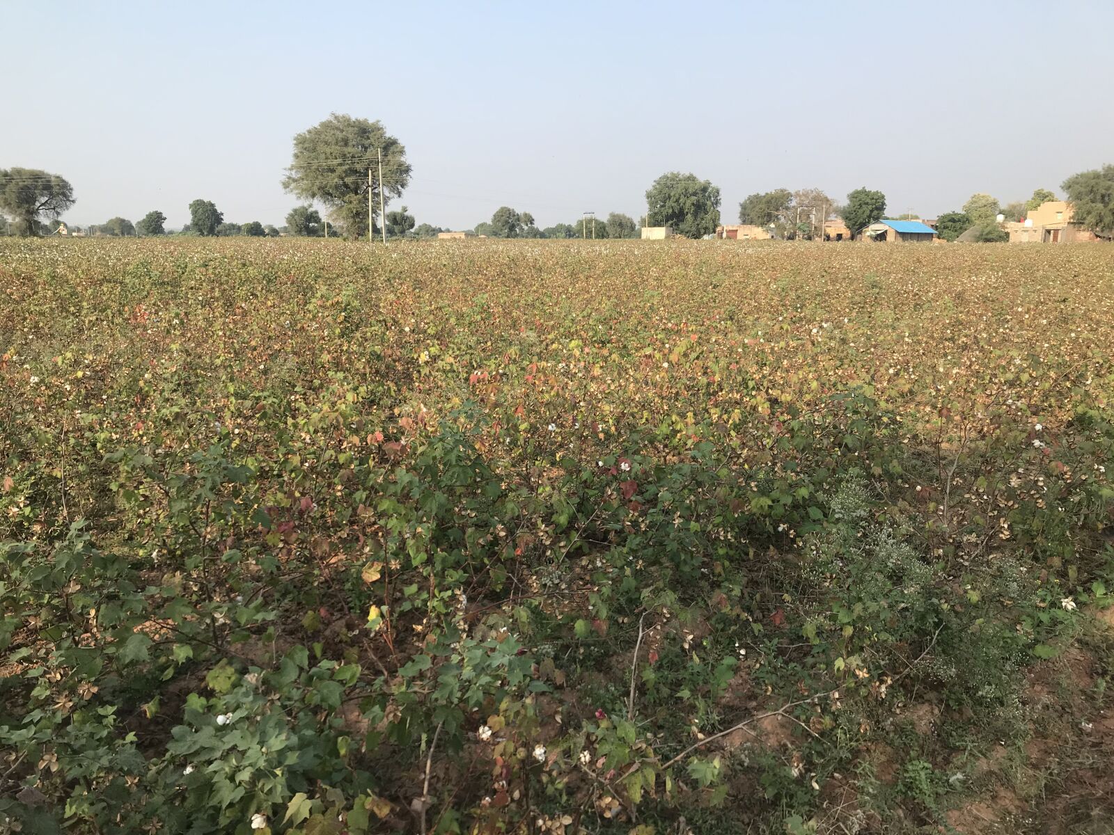 iPhone 7 back camera 3.99mm f/1.8 sample photo. Farm, person growing cotton photography