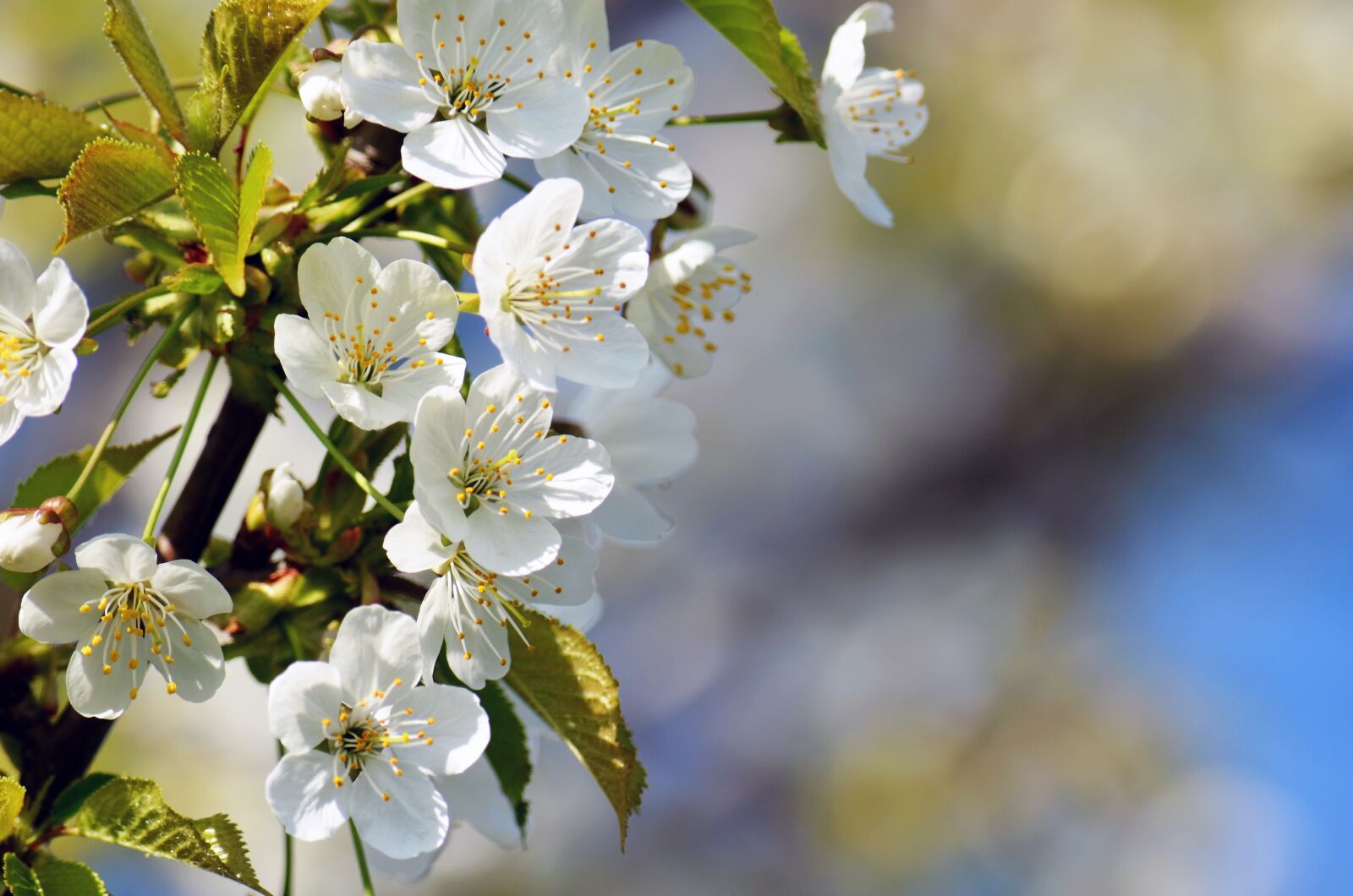 Nikon D5100 sample photo. Flowers, white, spring photography