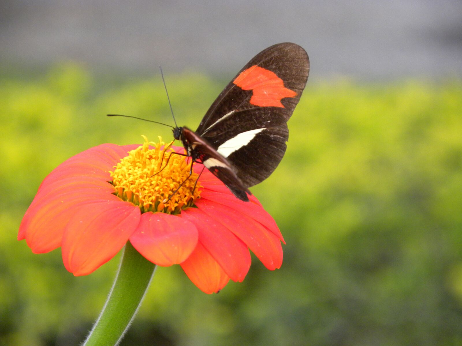 Nikon Coolpix P90 sample photo. Nature, butterfly, colorful photography