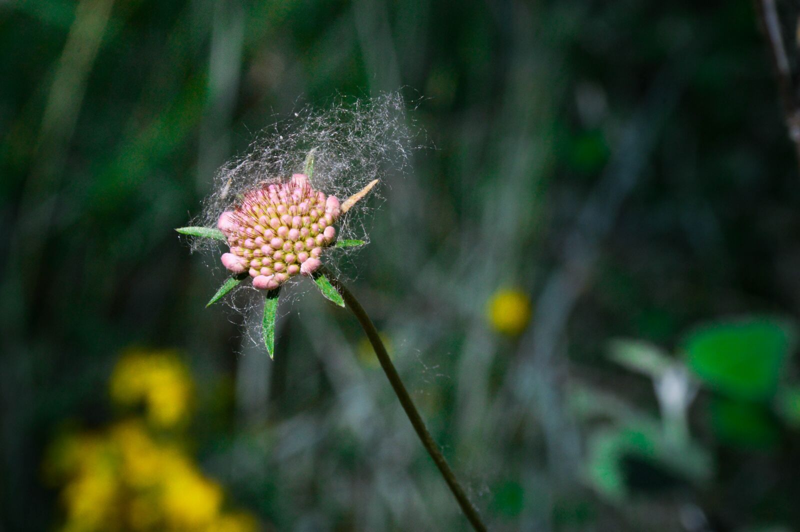 Nikon D3200 sample photo. Flower, wild, cornflower photography