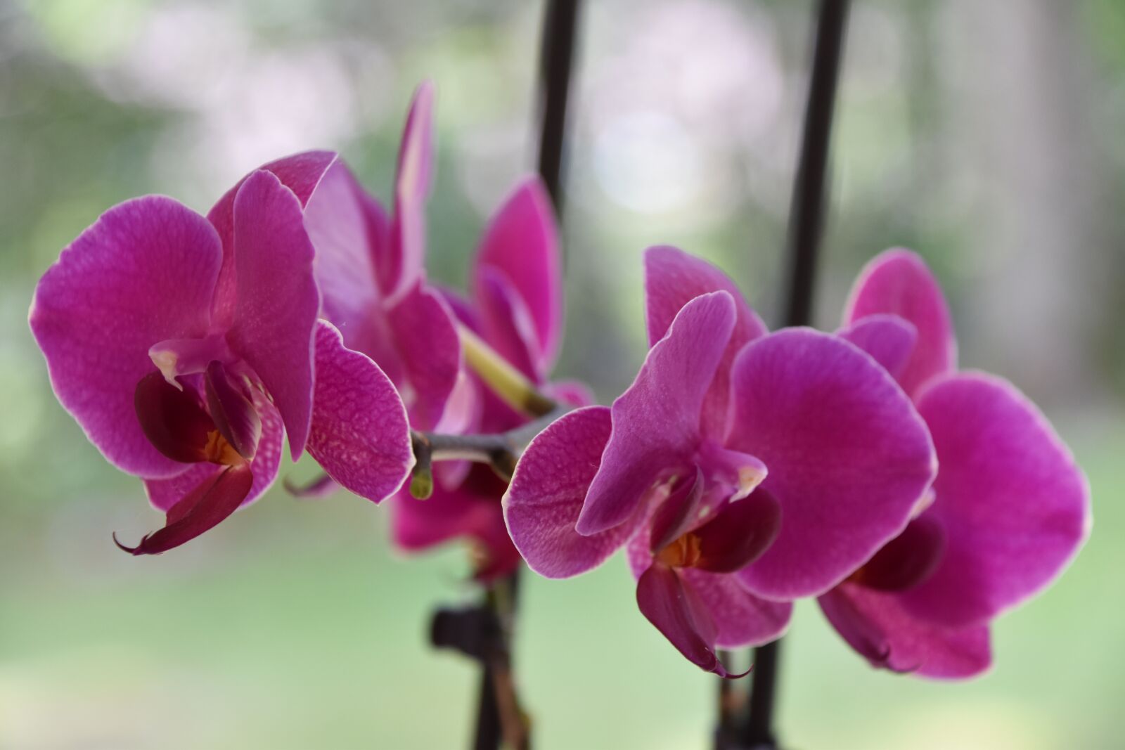 Nikon D5600 sample photo. Nature, plant, flower photography
